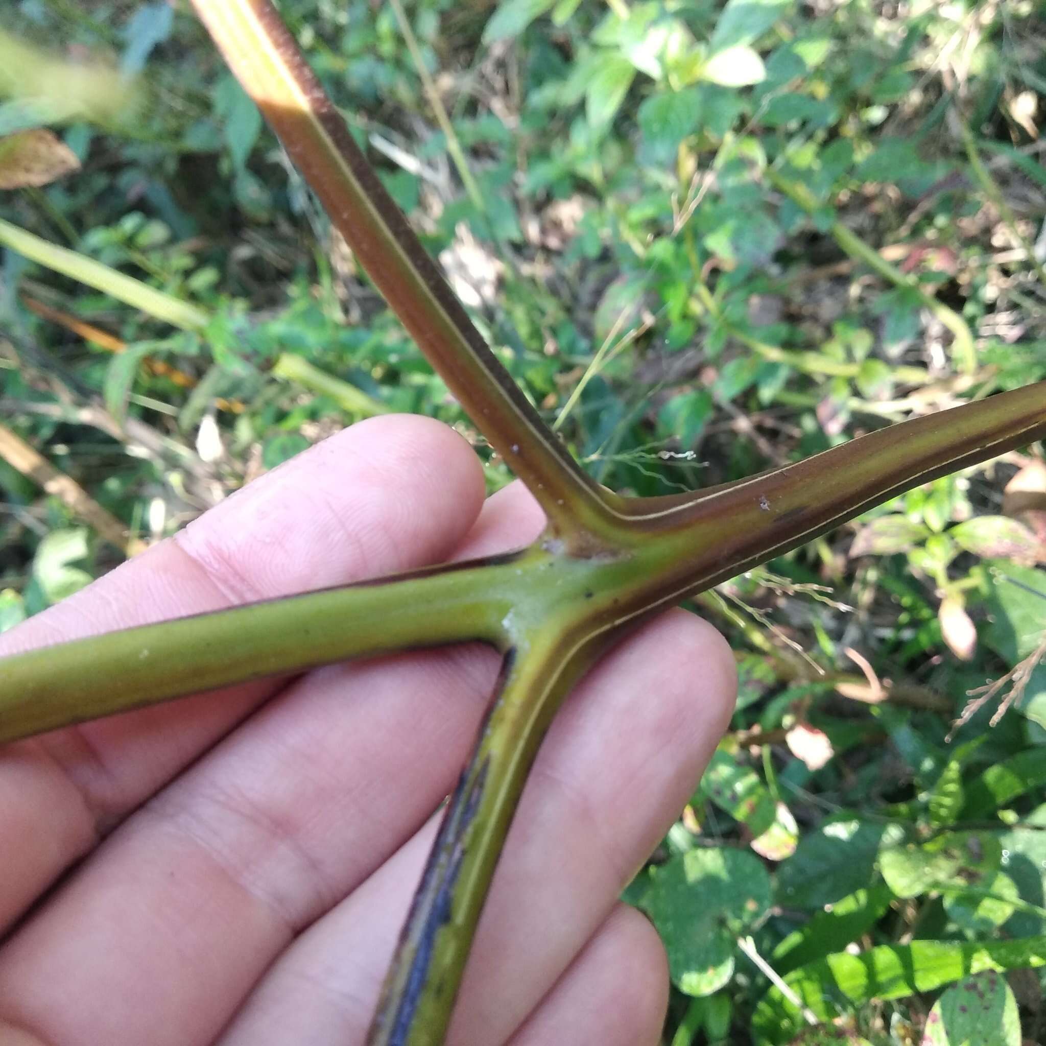 Imagem de Pteridium feei (W. Schaffn. ex Fée) Faull