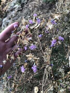 Plancia ëd Lessingia leptoclada A. Gray