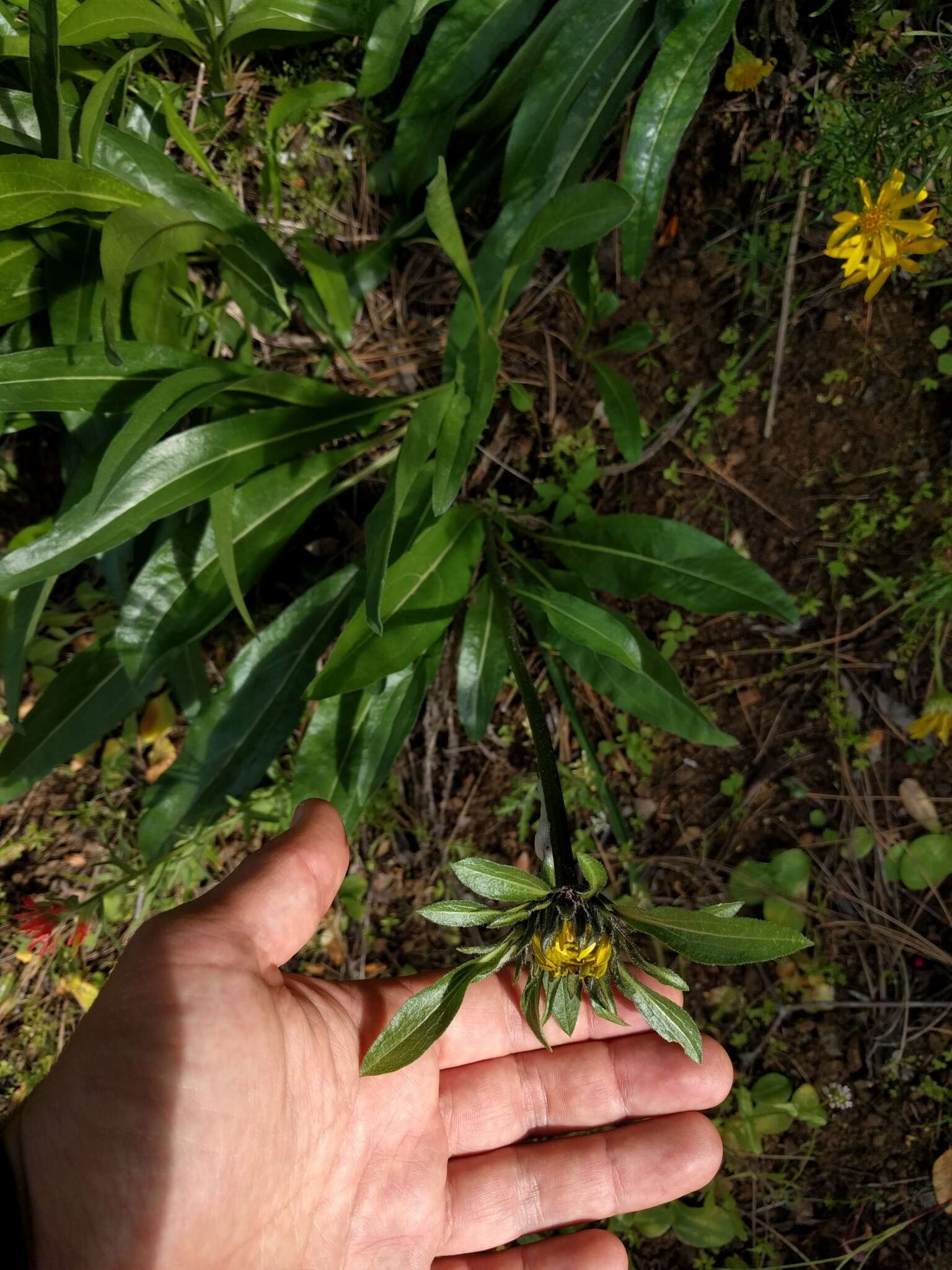 Image of Mt. Diablo helianthella