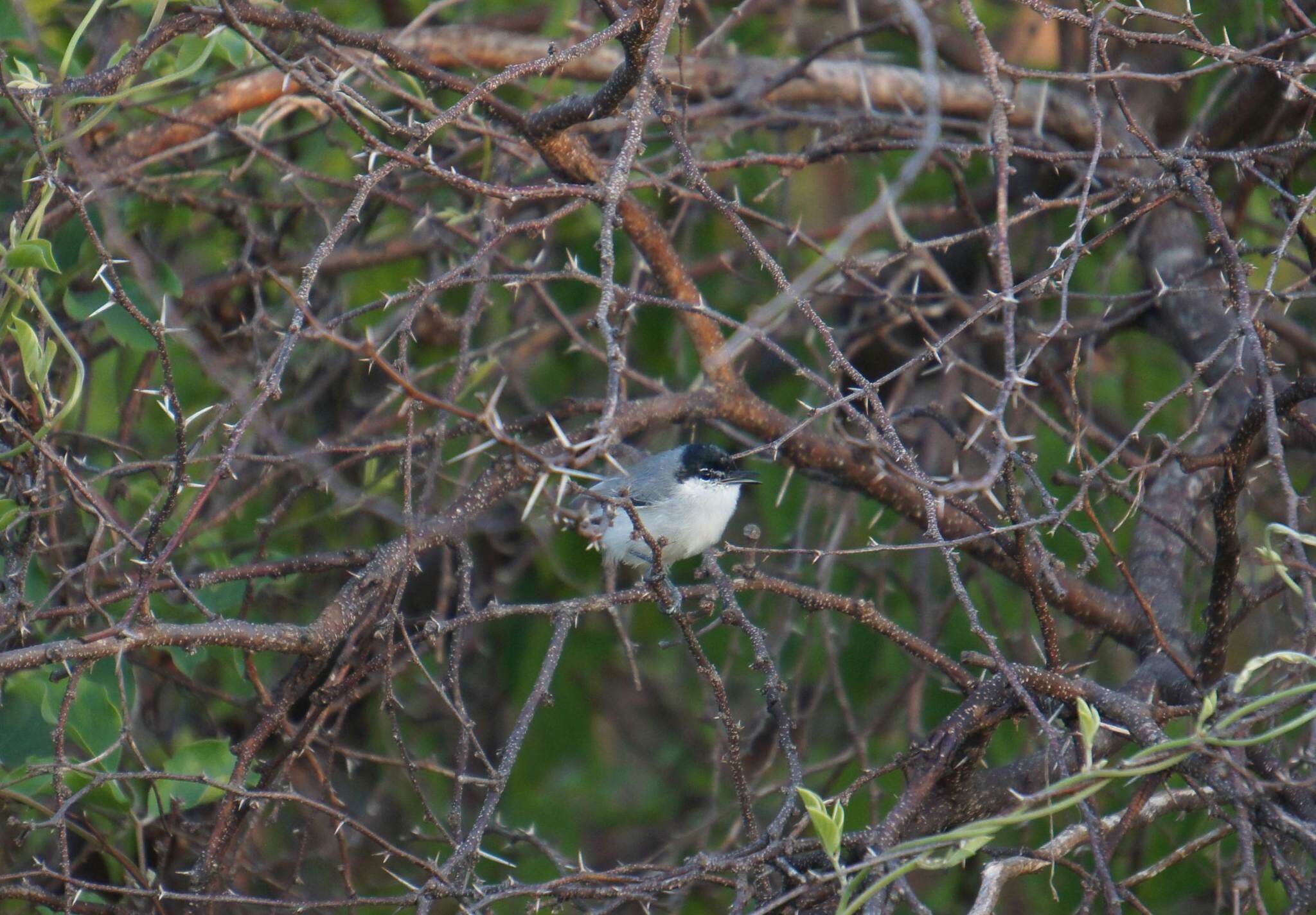 Image of White-lored Gnatcatcher