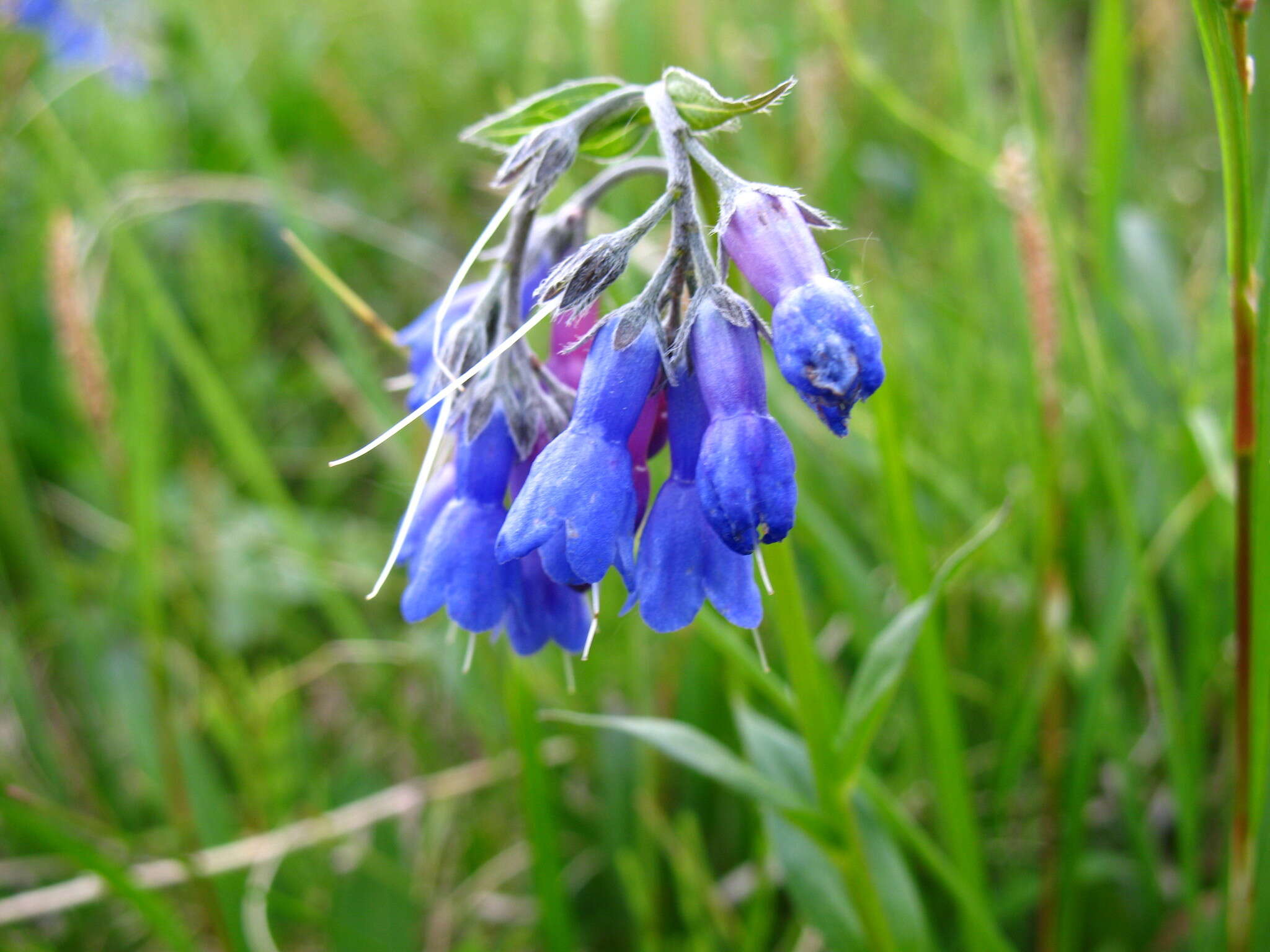 Image de Mertensia stylosa (Fisch.) DC.