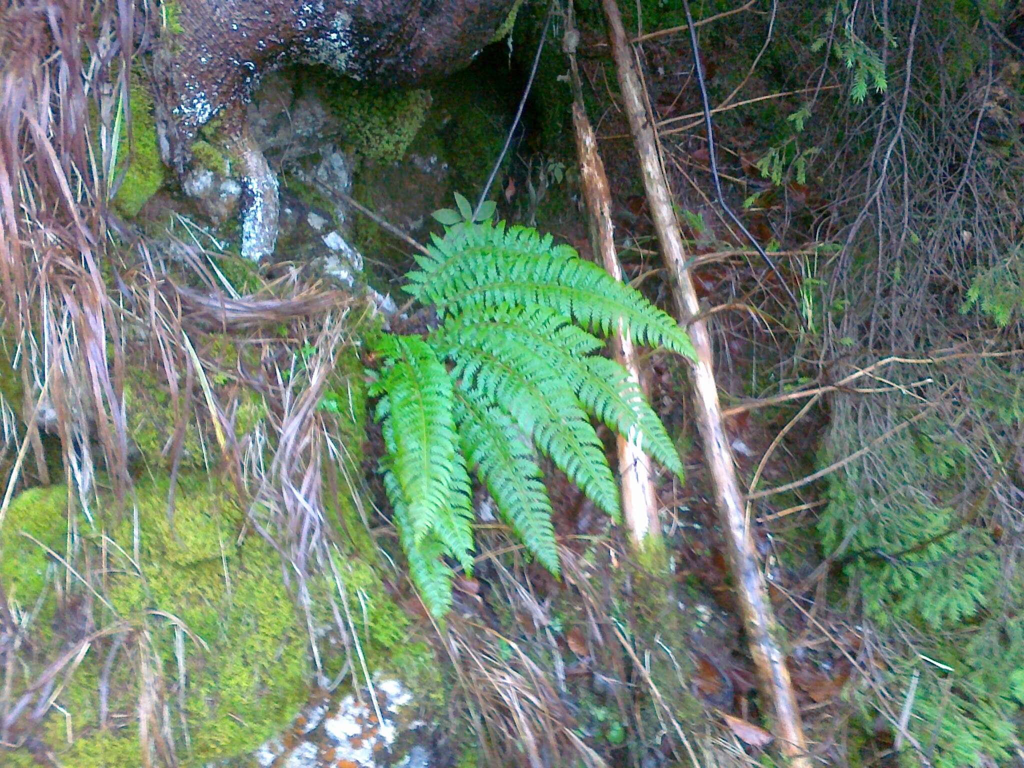 Image of hard shield-fern