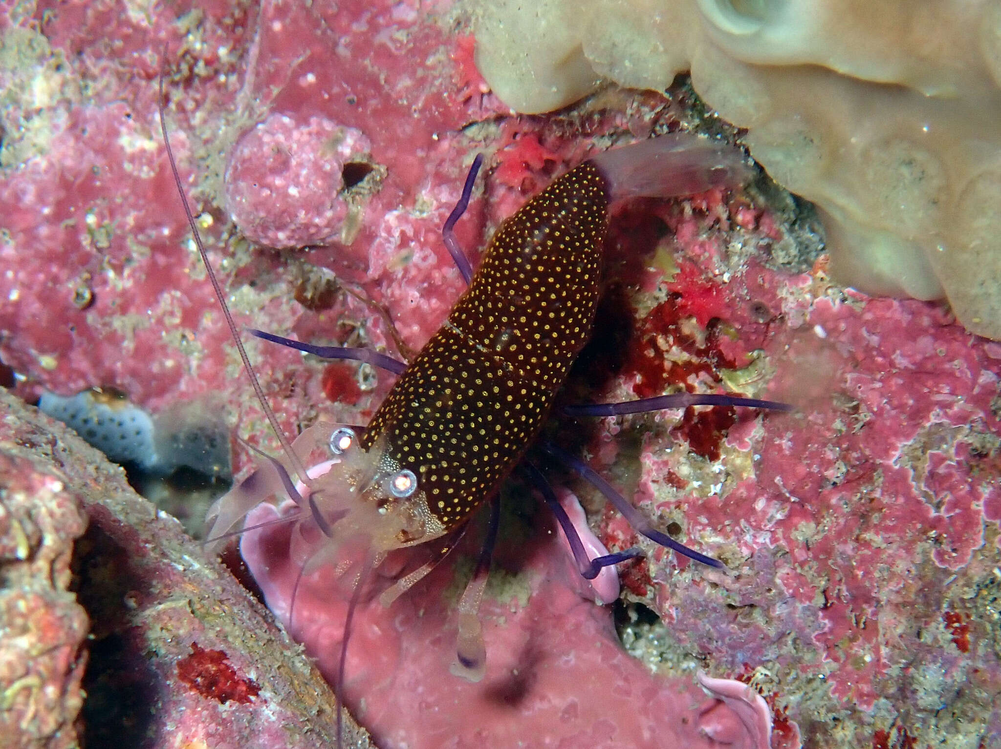Image of golden-spotted shrimp