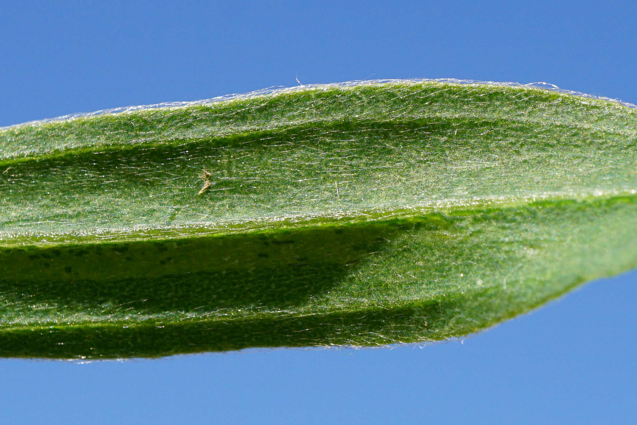 Image de Bassia scoparia subsp. densiflora (Turcz. ex Aellen) S. Cirujano & M. Velayos