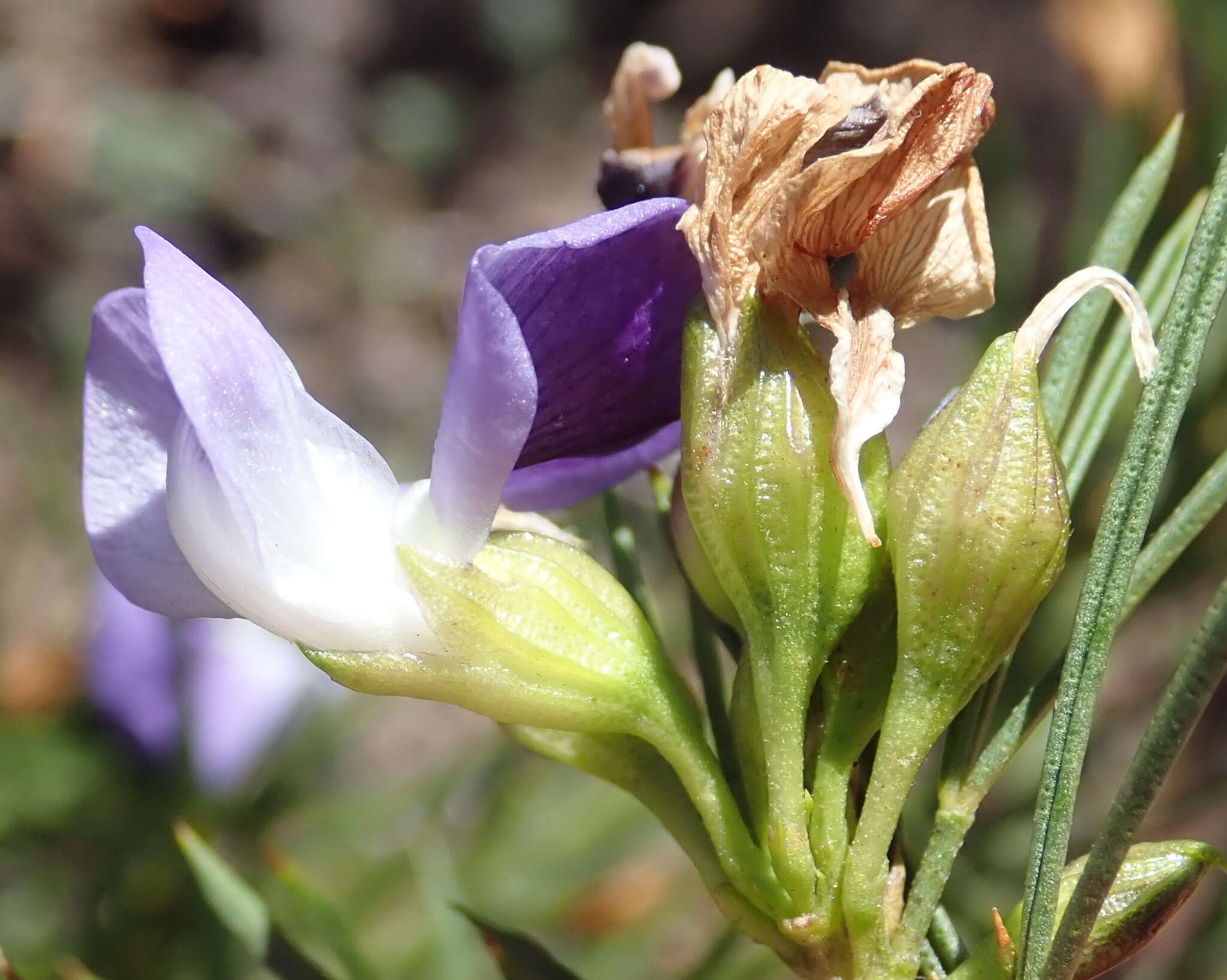 Image of Psoralea sordida