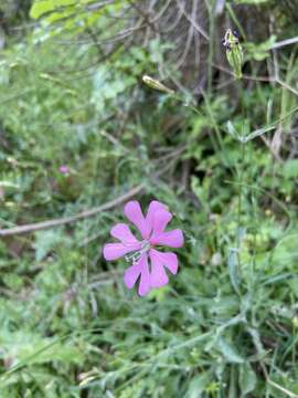 Image of Silene cythnia (Halácsy) Walters