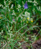 Image de Phyteuma persicifolium Hoppe