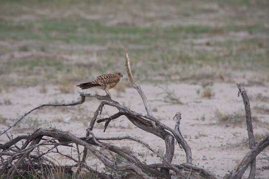 صورة Falco rupicoloides Smith & A 1829