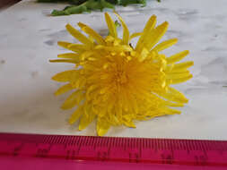 Image of Taraxacum ochrochlorum Hagl. apud Railonsala