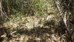 Image of Sansevieria canaliculata Carrière