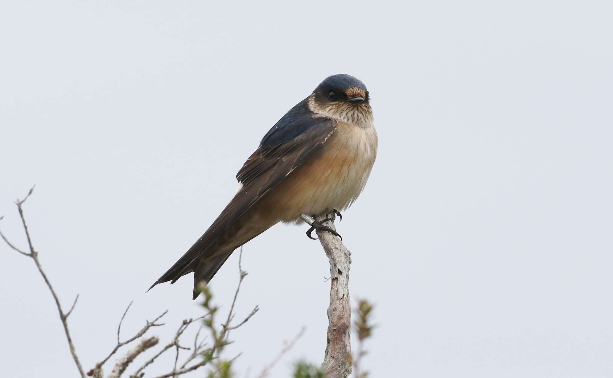 Petrochelidon nigricans (Vieillot 1817) resmi