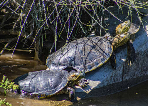 صورة Trachemys yaquia (Legler & Webb 1970)