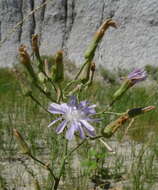 صورة Lactuca pulchella (Pursh) DC.