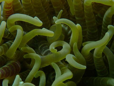 Image of Sebae Anemone