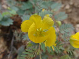 Chamaecrista serpens var. wrightii (A. Gray) H. S. Irwin & Barneby resmi