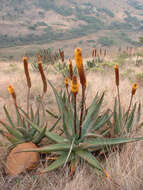 Plancia ëd Aloe vryheidensis Groenew.