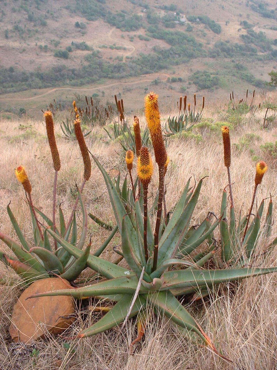 Plancia ëd Aloe vryheidensis Groenew.