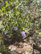 Image of Mauve freylinia