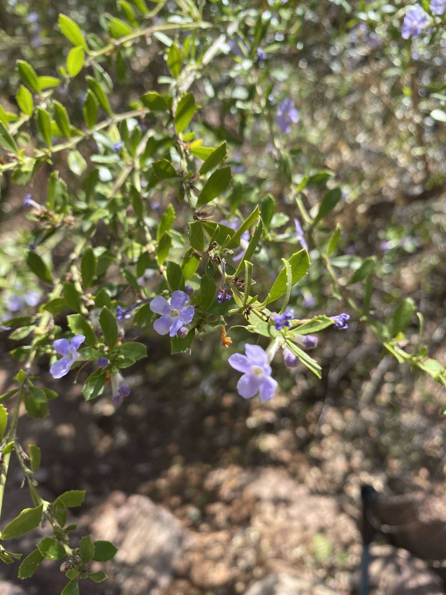 Image of Mauve freylinia