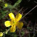 Image of Ranunculus forreri Greene