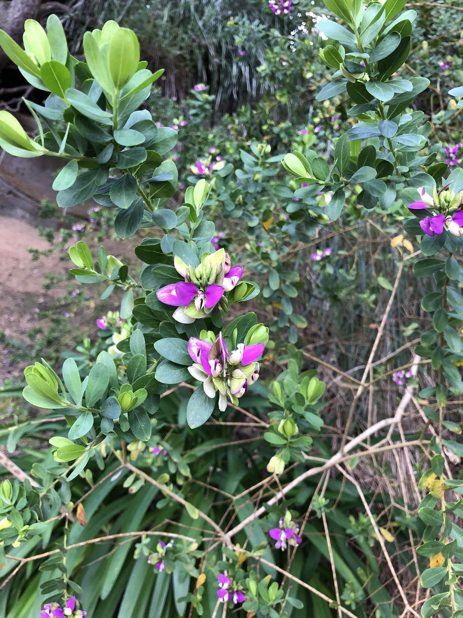 Image of myrtle-leaf milkwort