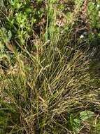 Image de Carex alba Scop.