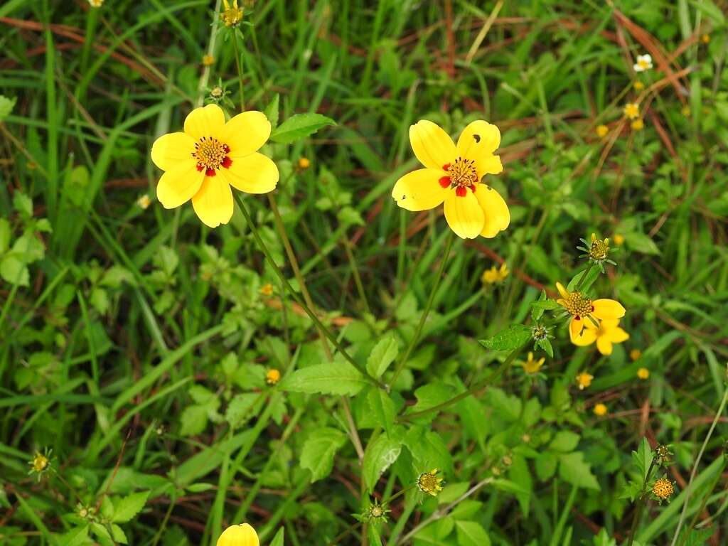 Image of Bidens chiapensis T. S. Brandeg.