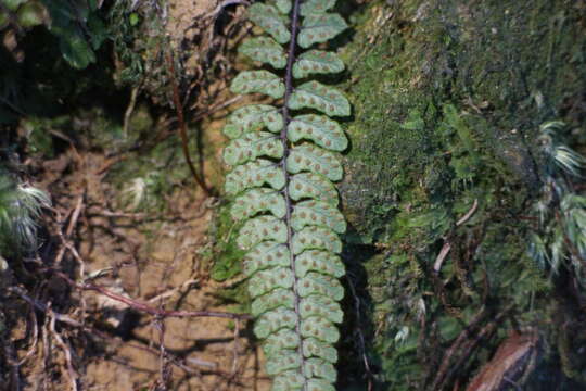 Image de Athyrium nakanoi Mak.