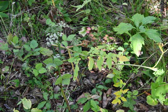 Image of Angelica czernaevia (Fisch. & C. A. Mey.) Kitag.