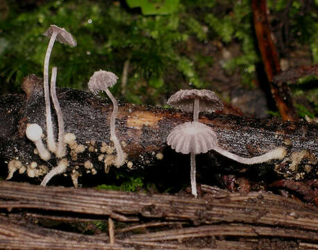 Coprinopsis coniophora (Romagn.) Redhead, Vilgalys & Moncalvo 2001 resmi