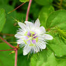 Image of Passiflora foetida var. baraquiniana (Lem.) Vanderpl.