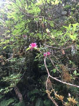 Imagem de Rhododendron chilanshanense Y. Kurashige