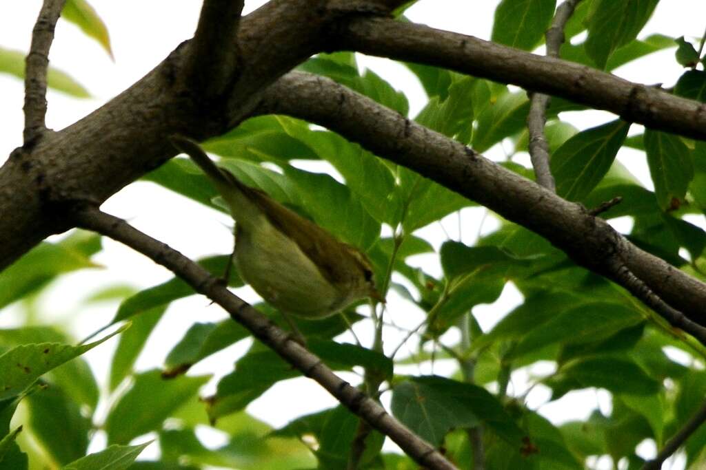 Image of Greenish Warbler