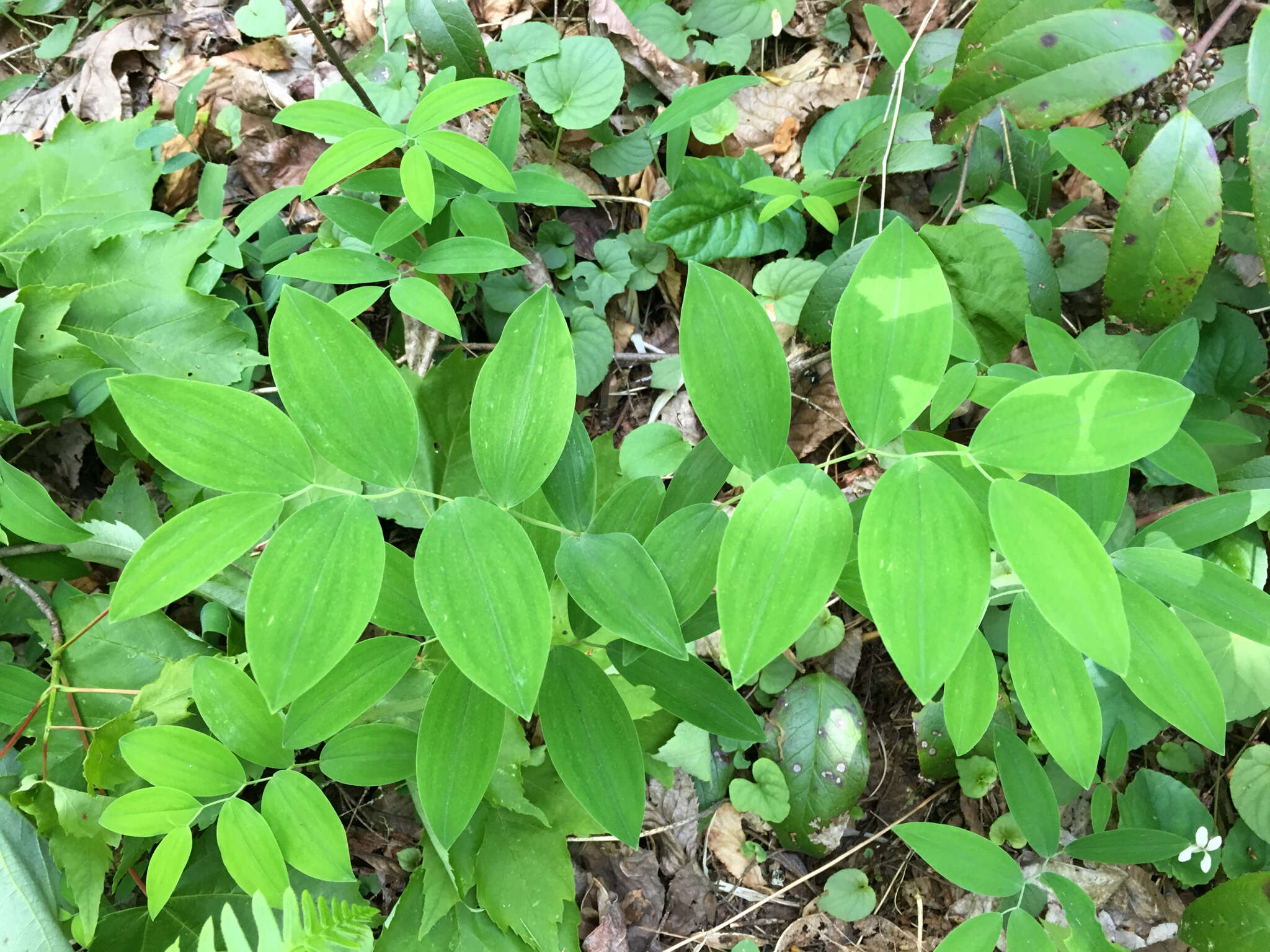 Image of sessileleaf bellwort