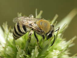 Imagem de Colletes hylaeiformis Eversmann 1852