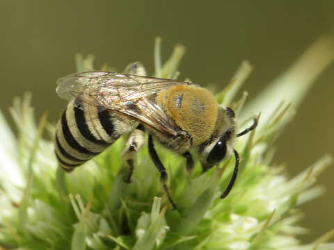 Image of Colletes hylaeiformis Eversmann 1852