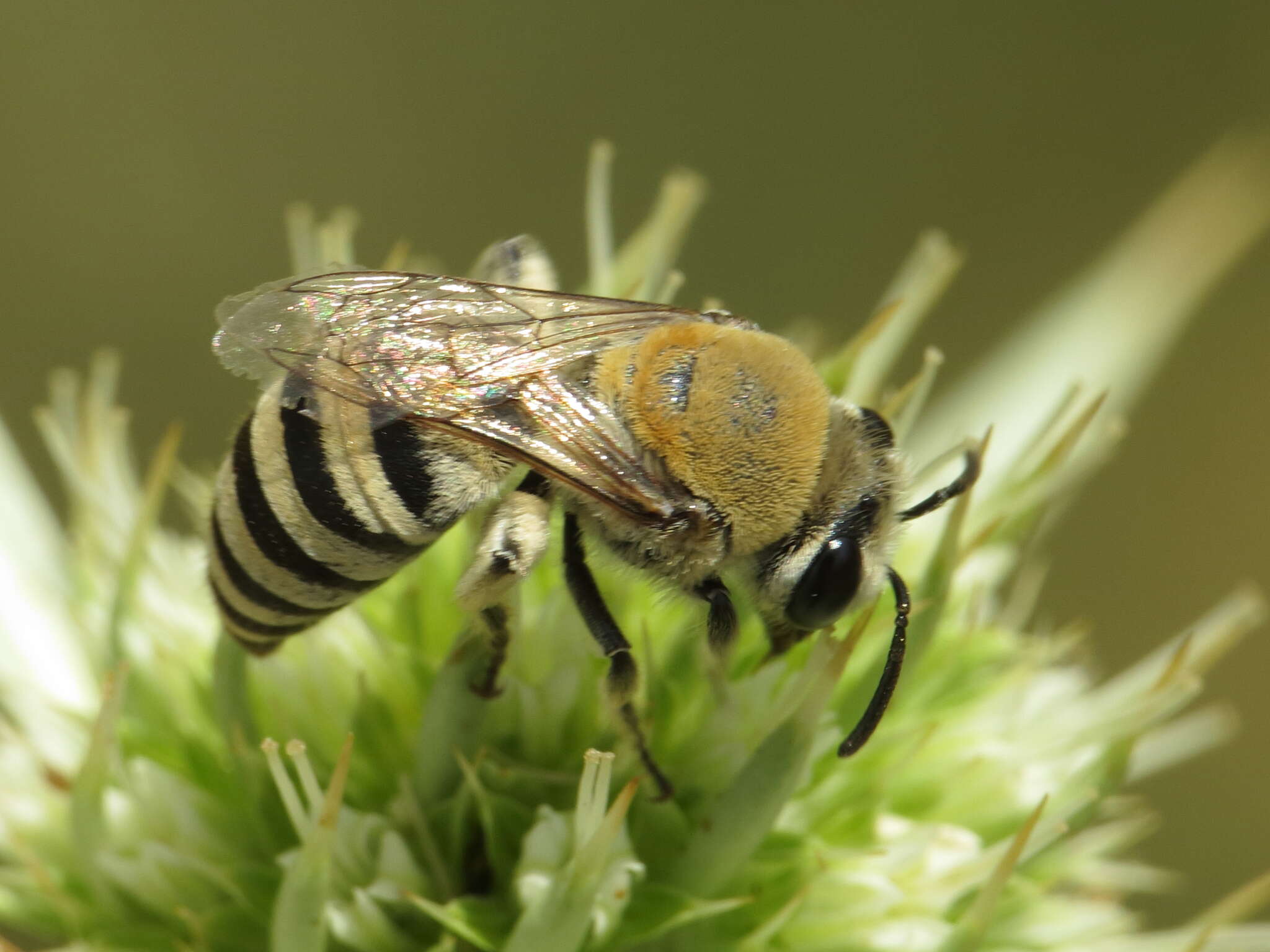 Image of Colletes hylaeiformis Eversmann 1852