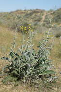 Image of Cousinia astracanica (Spreng.) Tamamsch.