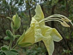 Imagem de Ruellia verbasciformis (Nees) C. Ezcurra & D. Zappi