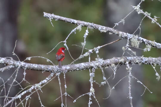 Image of Red Warbler