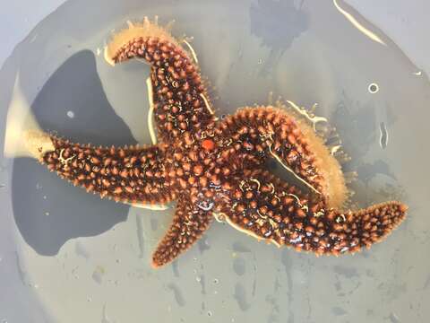 Image of Forbes sea star