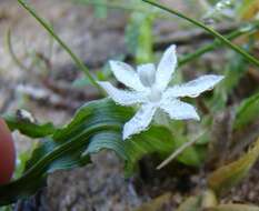 Image of Lapeirousia plicata subsp. plicata