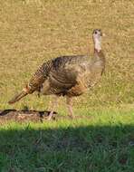 Imagem de Meleagris gallopavo osceola Scott 1890