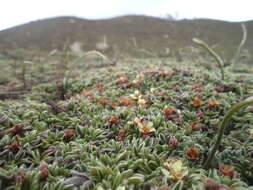 Image of Potentilla tetrandra (Bunge) Bunge ex Hook. fil.