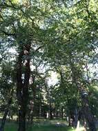 Image of cedar elm