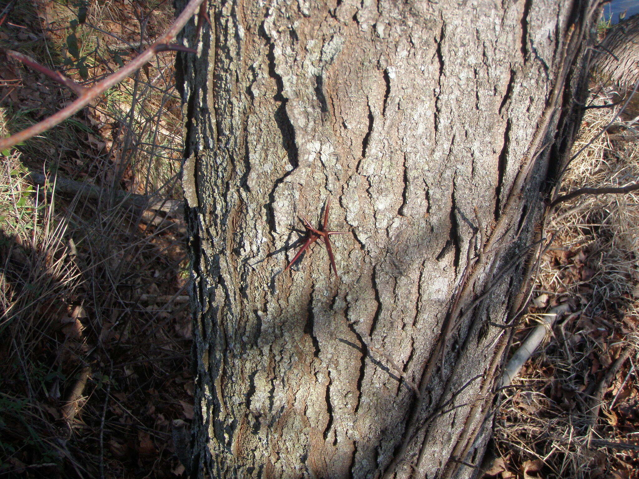 Plancia ëd Gleditsia triacanthos L.