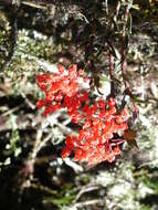 Image of Epidendrum ardens Kraenzl.