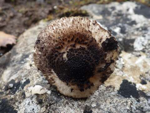 Imagem de Tricholoma atrosquamosum Sacc. 1887