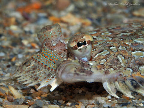 Image of Eyed Flounder