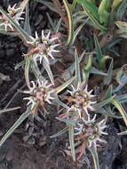 Image of Euphorbia pseudotuberosa Pax